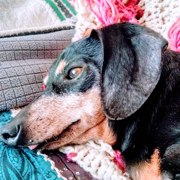 Meet your Posher, Victoria - Picture 3 of 16